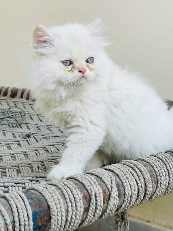 persian kittens very good quality 3