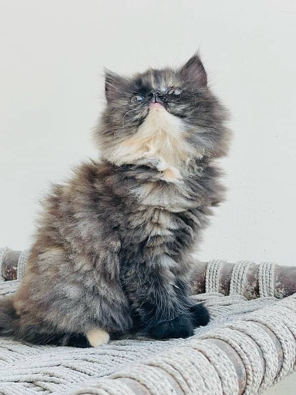 persian kittens very good quality 4