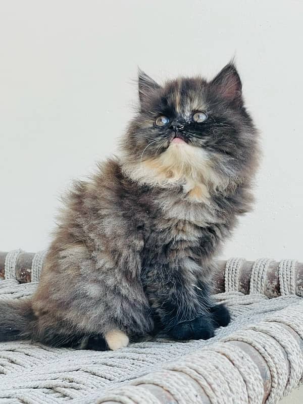 persian kittens very good quality 5