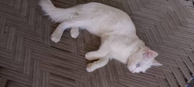 Persian Cat / Cat for sale / Persian Cats/ blue eyes / double coat