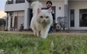 Persian Cat / Cat for sale / Persian Cats/ blue eyes / double coat 0