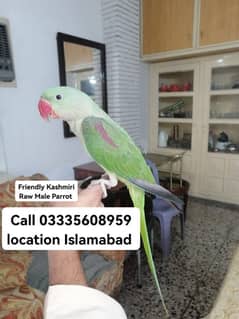 Friendly Kashmiri Raw Male Parrot Hand Tamed Full Jumbo Size