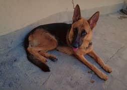 German shepherd female price 50k