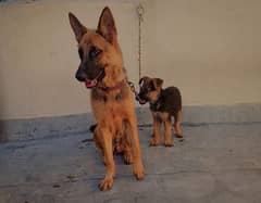 German shepherd female price 50k