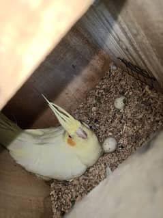 cocktail parrot breeder pair with 2 eggs