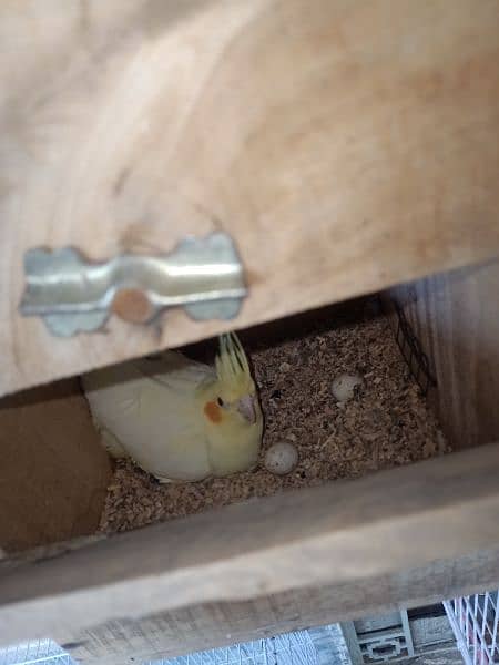 cocktail parrot breeder pair with 2 eggs 1