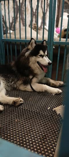 Siberian husky female/Cooper and black white