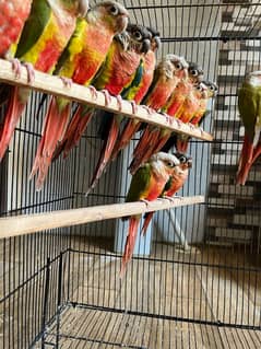 Conures/ Pineapple Conures/ Yellow Sided Conures/ Red Factor/ Parrot