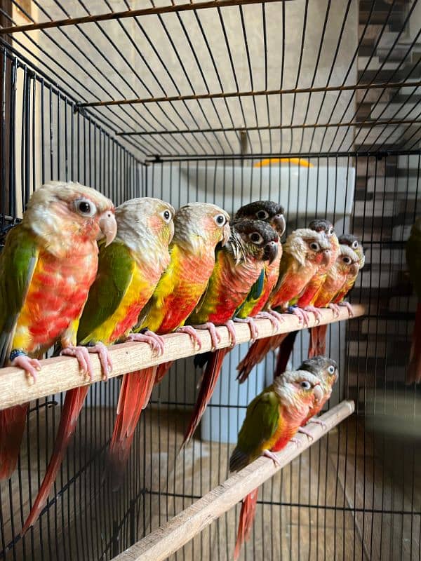 Conures/ Pineapple Conures/ Yellow Sided Conures/ Red Factor/ Parrot 2