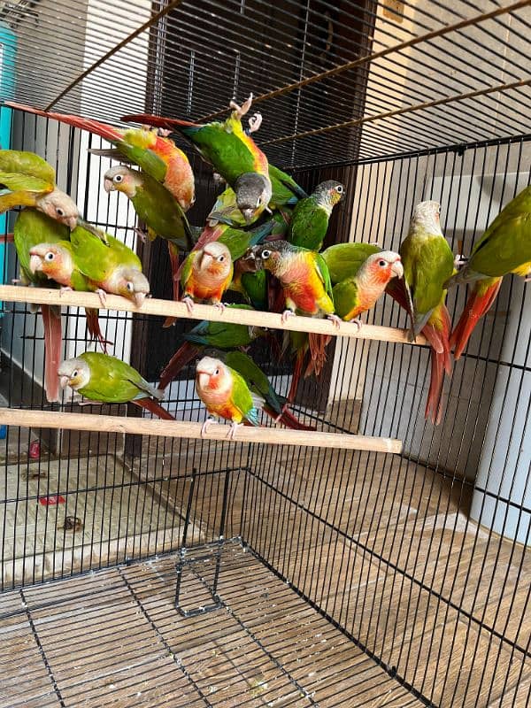 Conures/ Pineapple Conures/ Yellow Sided Conures/ Red Factor/ Parrot 3