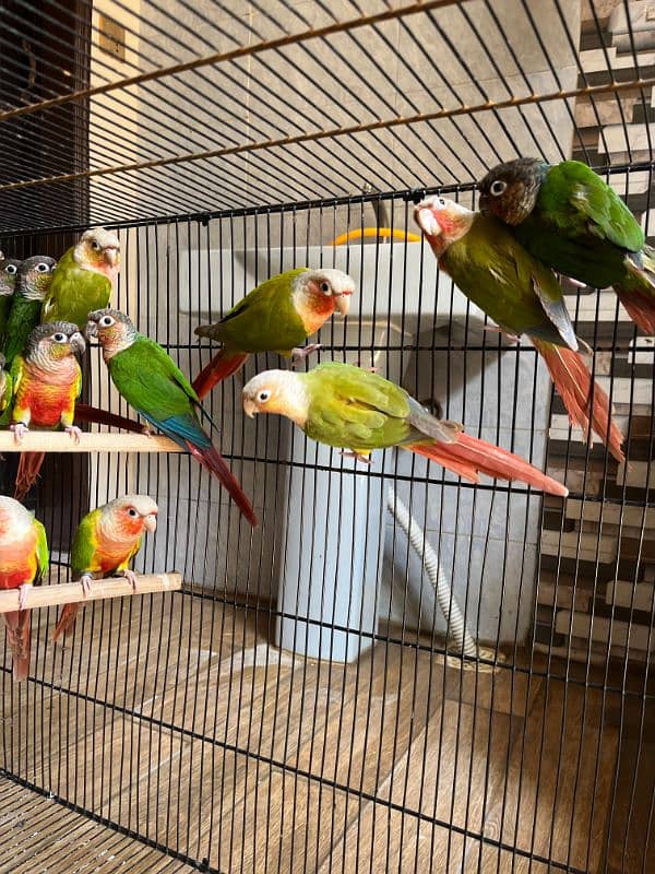 Conures/ Pineapple Conures/ Yellow Sided Conures/ Red Factor/ Parrot 4