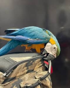 blue macaw parrot checks for sale 03307595248 WhatsApp message karo 0