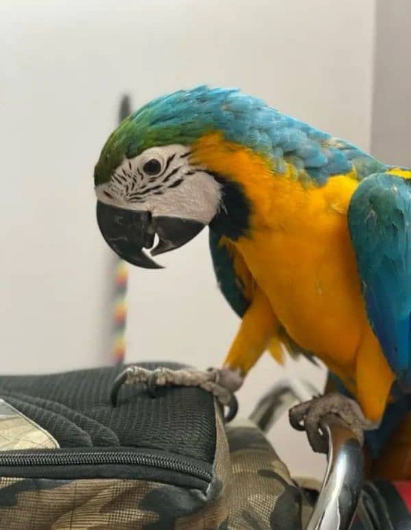 blue macaw parrot checks for sale 03307595248 WhatsApp message karo 1