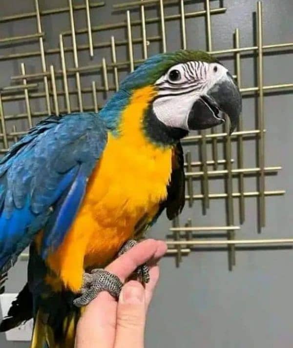 blue macaw parrot checks for sale 03307595248 WhatsApp message karo 2