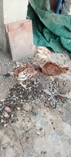 Pure Aseel Chicks For Sale