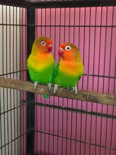 Love Birds 0