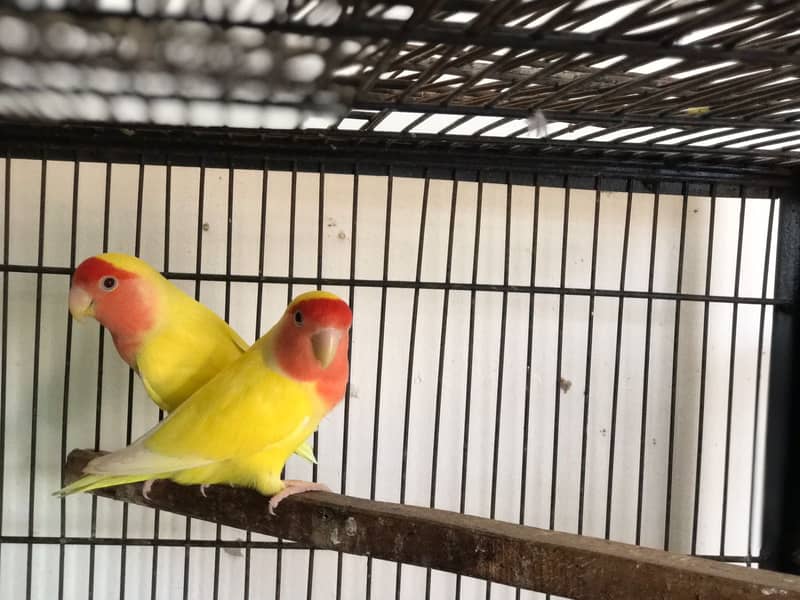 Love Birds 2