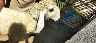 Kajla | Chatra | کجلا۔ | Goat | Bakry | بکرا | mundra | sheep