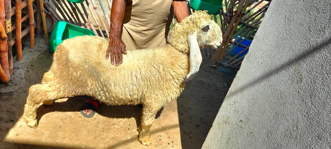 Kajla | Chatra | کجلا۔ | Goat | Bakry | بکرا | mundra | sheep 1