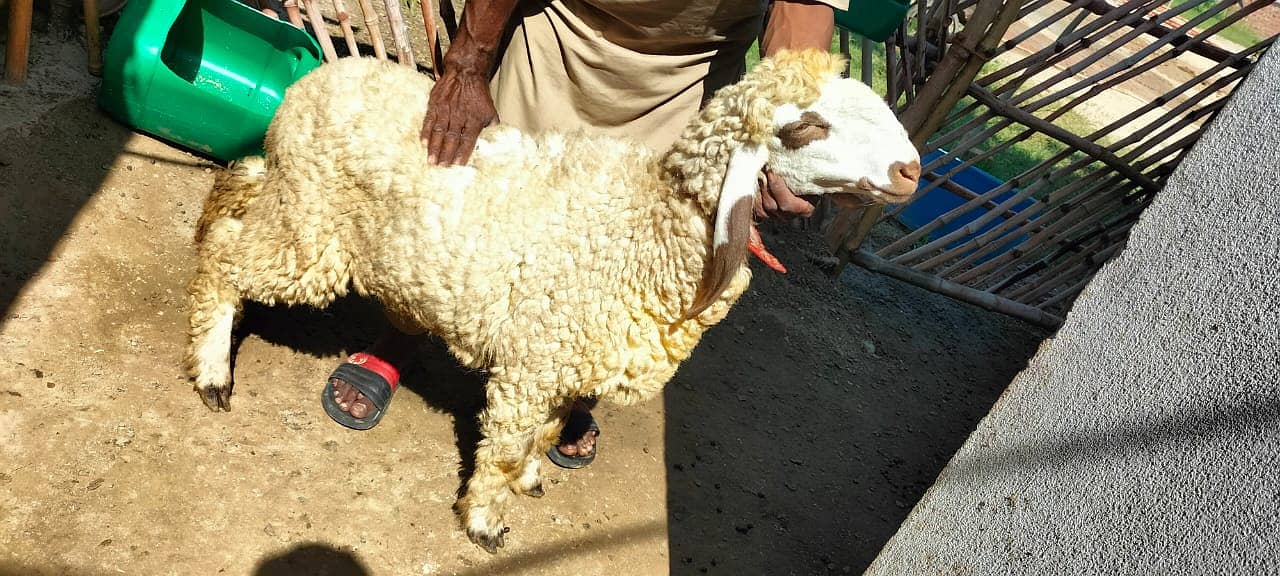 Kajla | Chatra | کجلا۔ | Goat | Bakry | بکرا | mundra | sheep 2