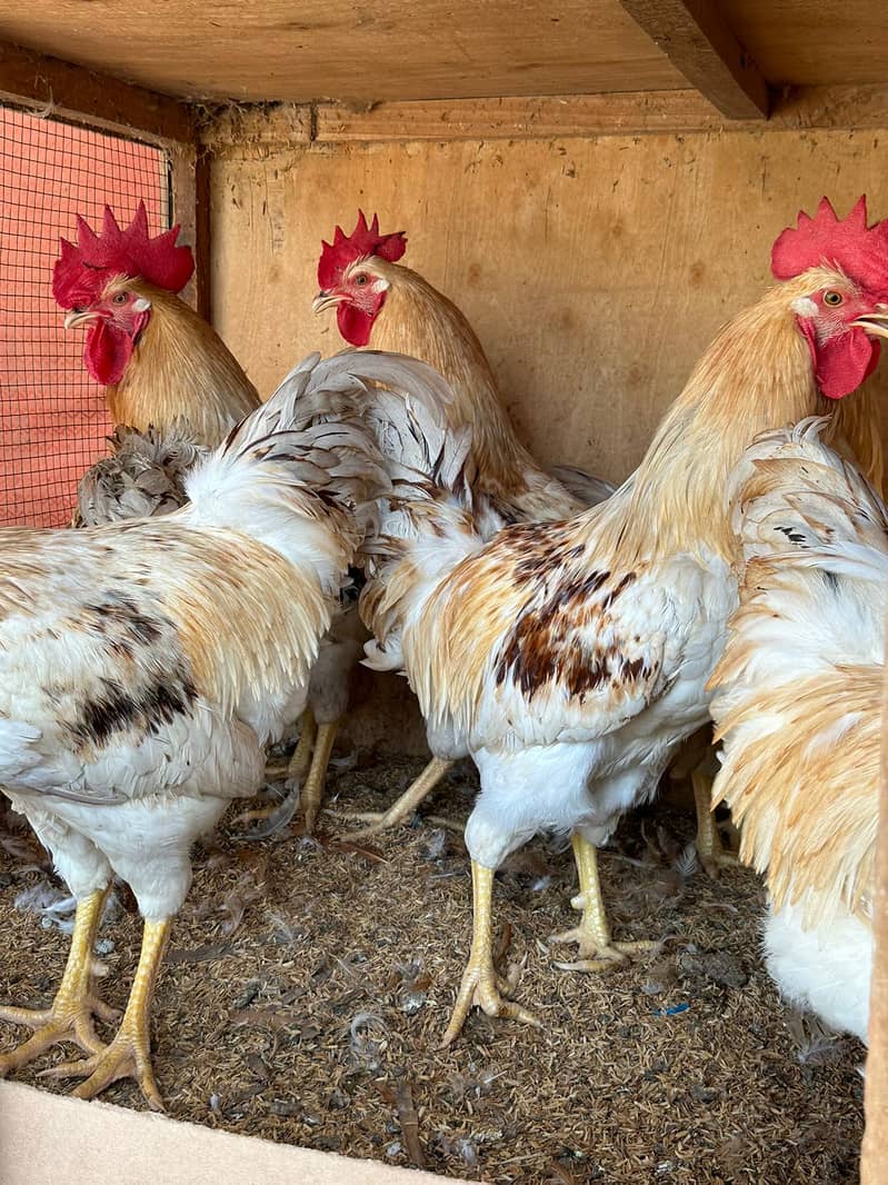 LOHMAN BROWN & BLACK FRESH EGG LAYING 6 MONTH LOHMAN F1 MALES ALSO AVA 5