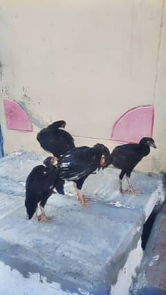 Aseel Chicks and Chickens for Sale