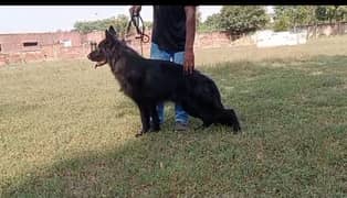 Pedigree black German shepherd male available for farm house's