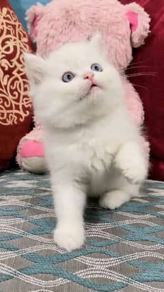 Persian kittens triple coat pair for sale contact whatsap03288426681