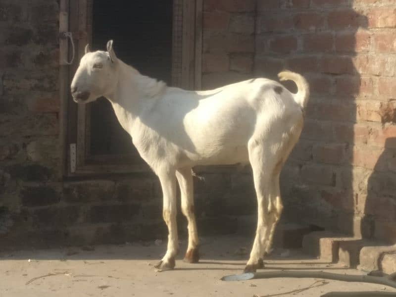 top class barbari breeder 2