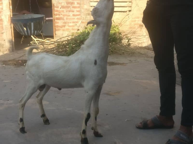 top class barbari breeder 9