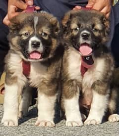 King alabai dog pair 2 months for sale security dog