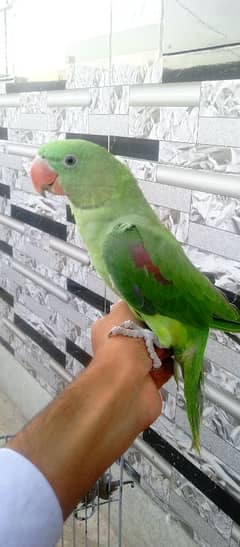 1 raw parrot male 16-10-24 available