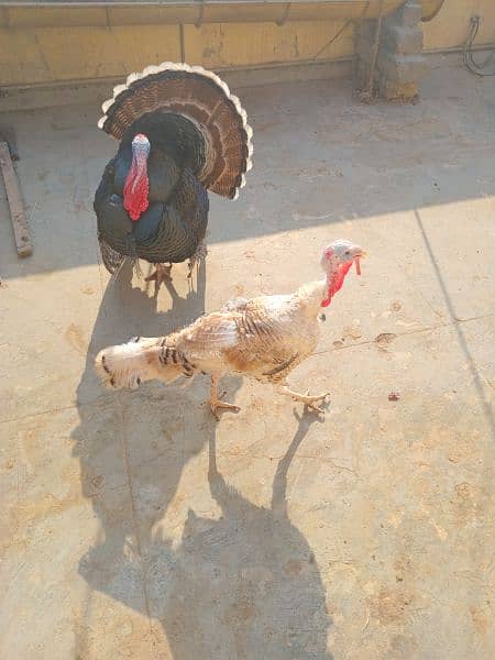 Turkey pairs both egg laying 0