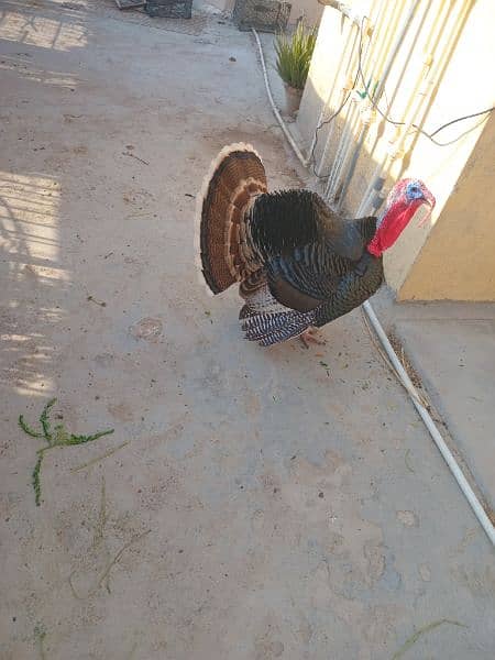 Turkey pairs both egg laying 1