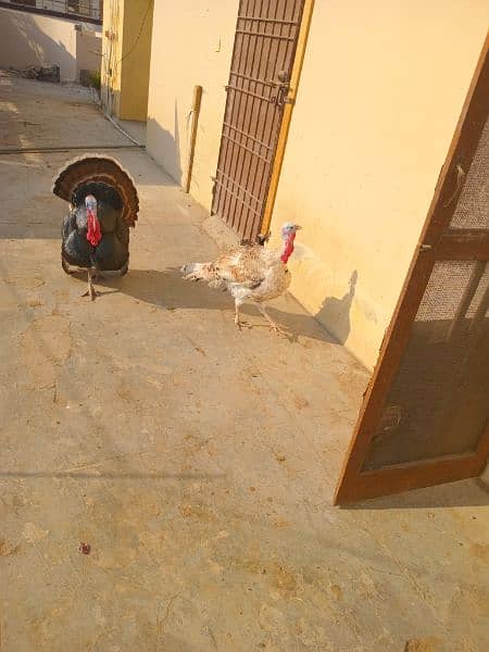 Turkey pairs both egg laying 2