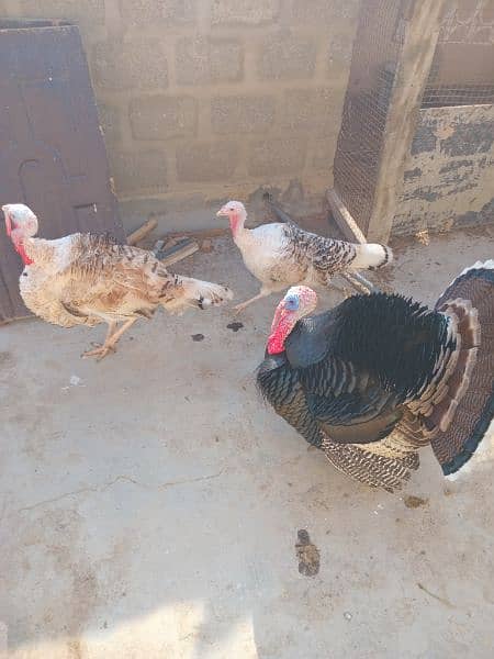 Turkey pairs both egg laying 4