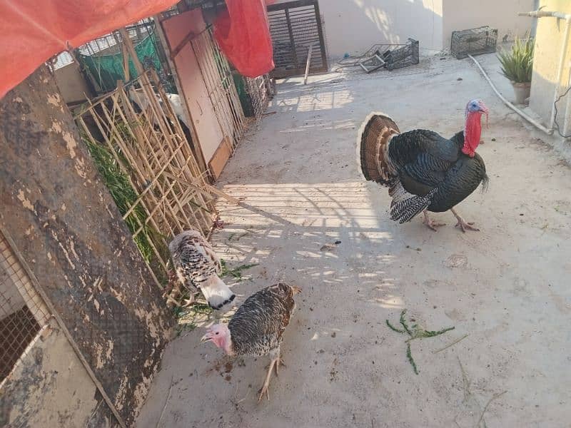 Turkey pairs both egg laying 6