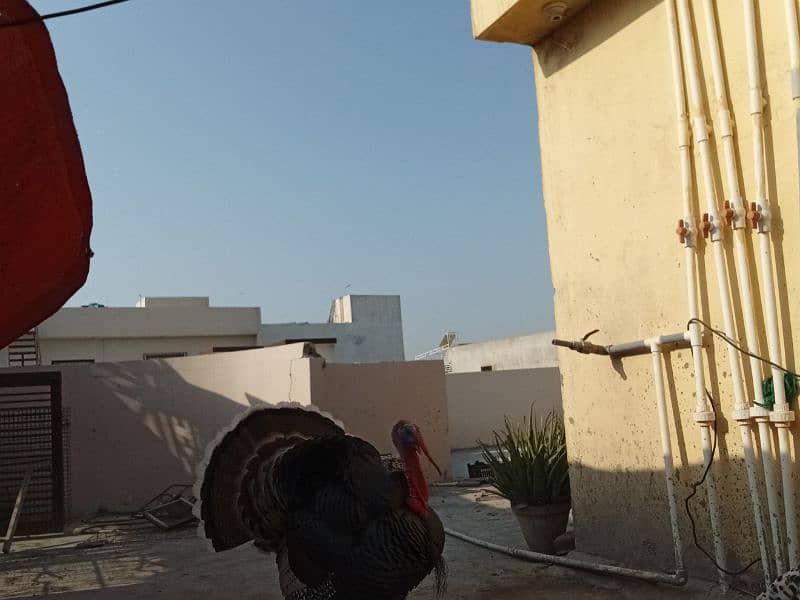 Turkey pairs both egg laying 7