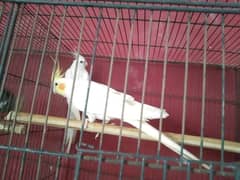 Breeder Pair for Sale Cockatiel Red Eyes