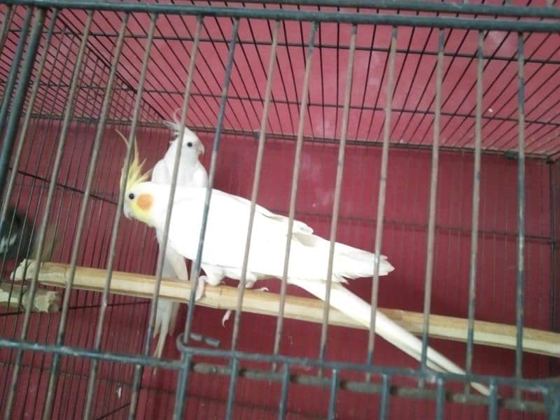 Breeder Pair for Sale Cockatiel Red Eyes 0