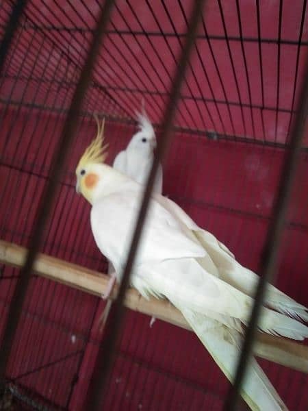 Breeder Pair for Sale Cockatiel Red Eyes 1