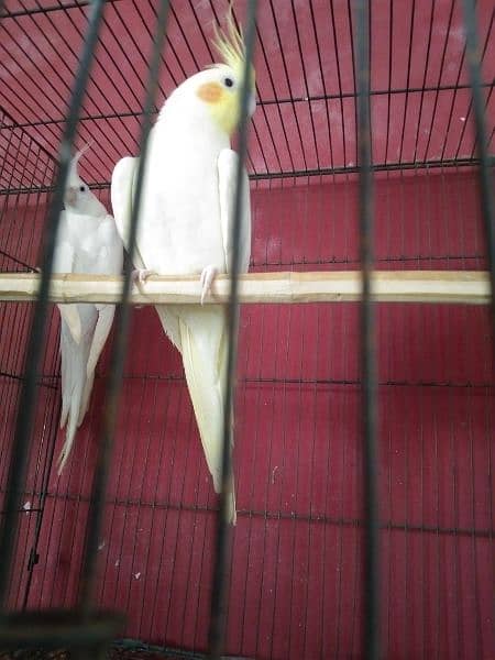 Breeder Pair for Sale Cockatiel Red Eyes 2