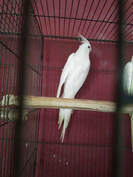 Breeder Pair for Sale Cockatiel Red Eyes 3