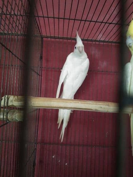 Breeder Pair for Sale Cockatiel Red Eyes 4