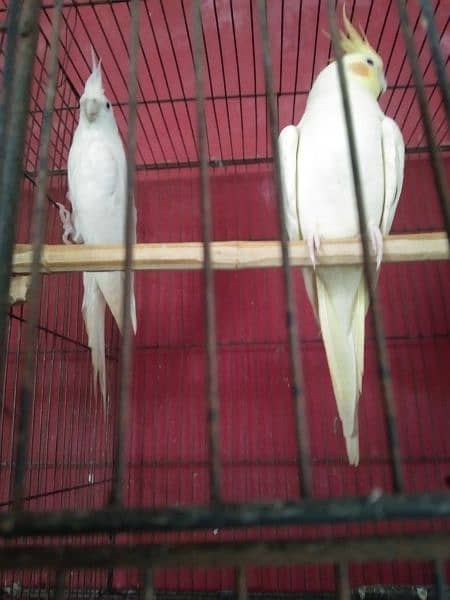 Breeder Pair for Sale Cockatiel Red Eyes 5