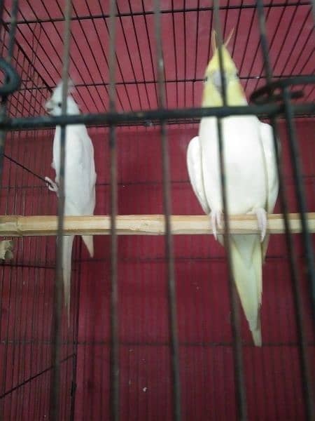 Breeder Pair for Sale Cockatiel Red Eyes 6