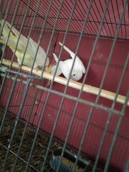 Breeder Pair for Sale Cockatiel Red Eyes 7