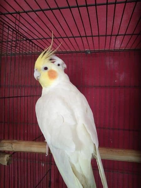 Breeder Pair for Sale Cockatiel Red Eyes 8