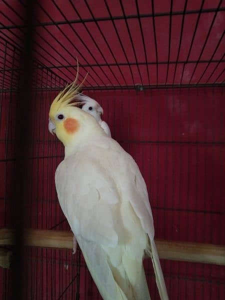 Breeder Pair for Sale Cockatiel Red Eyes 9