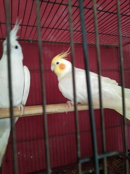 Breeder Pair for Sale Cockatiel Red Eyes 10